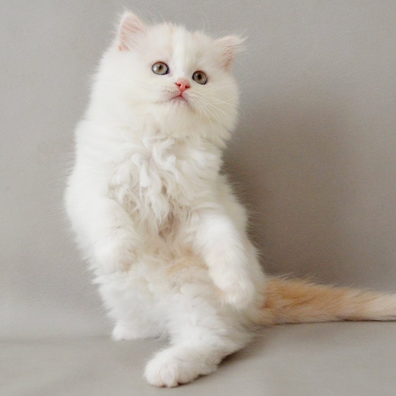 Wasilisa Scottish Straight female, red silver tabby van