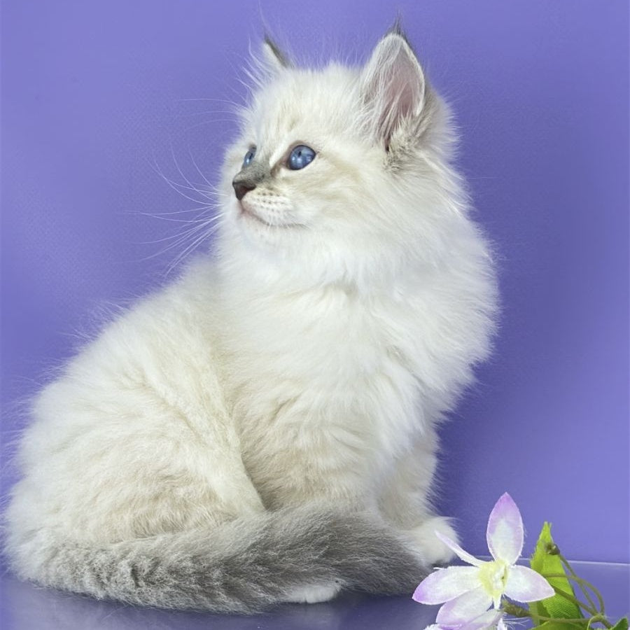 Zephire Siberian male, blue tabby pointed with white