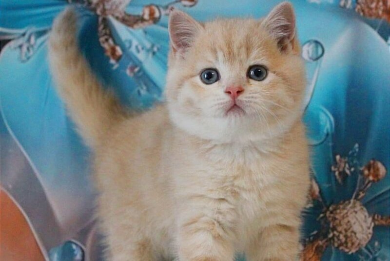 Gucci British Shorthair male, lilac golden shaded
