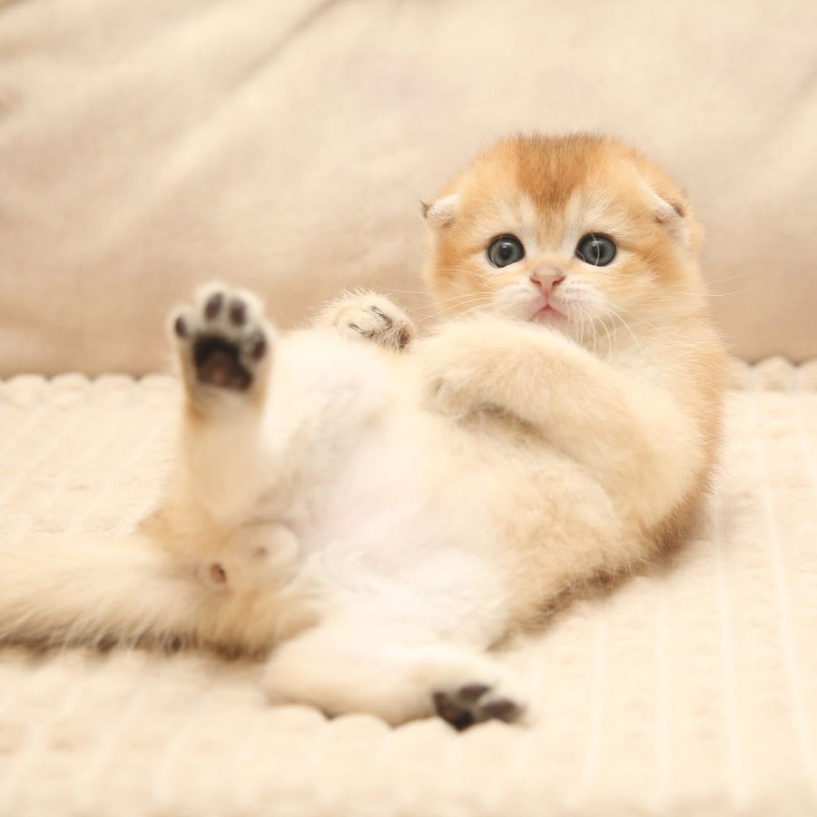 Icon Scottish Fold male, black golden shaded