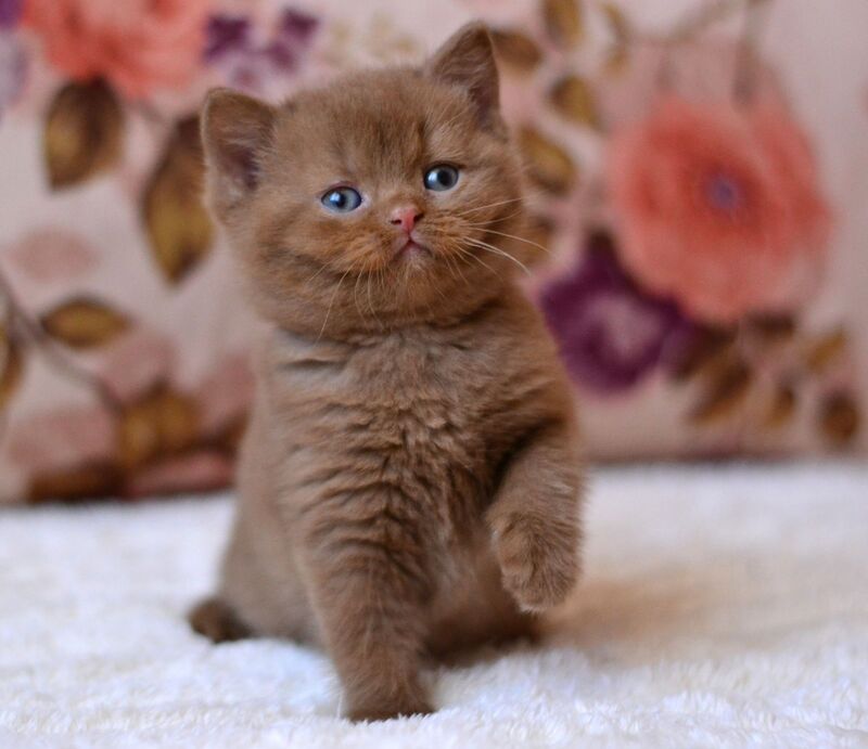 Ecler British Shorthair male cinnamon - live animals