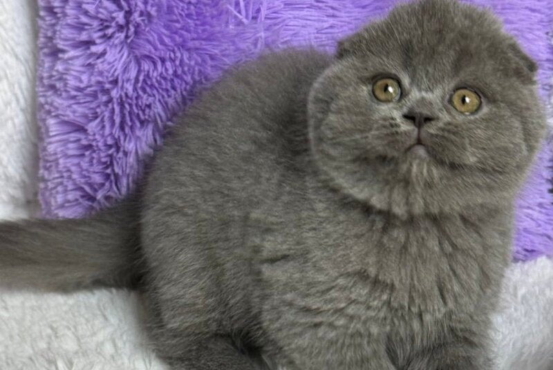 Bonnie Scottish Fold female, blue