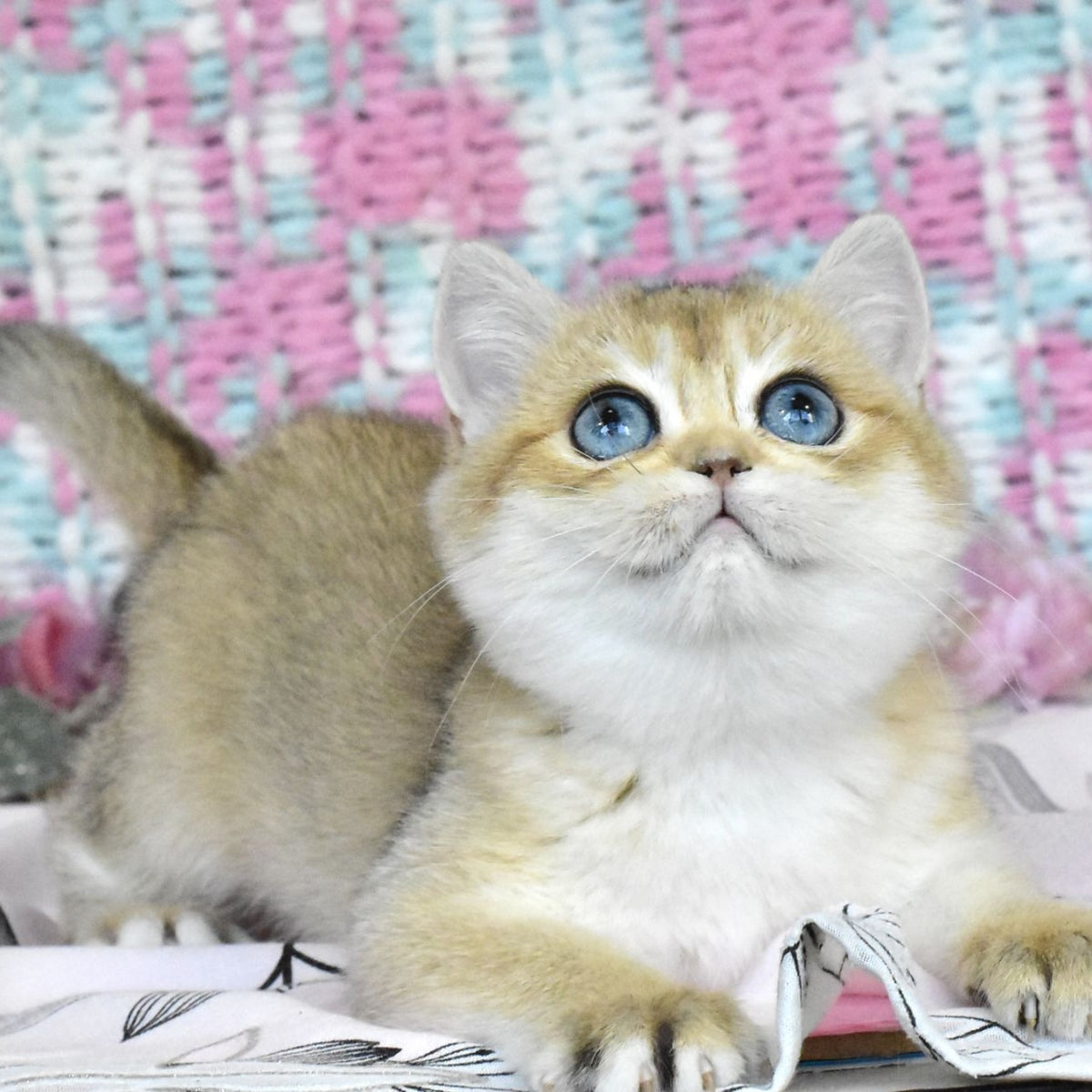 Harisma British Shorthair female, black golden shaded