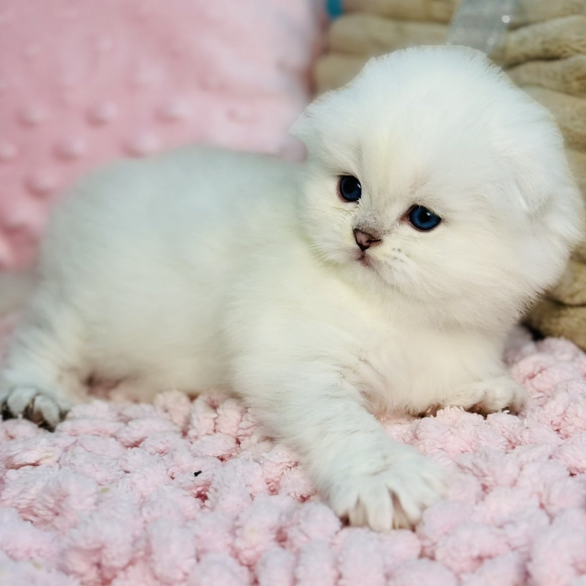 Ice Scottish Fold male, black silver shaded pointed