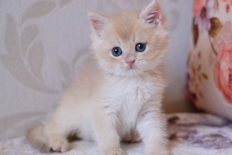 Drako British Shorthair male blue golden chinchilla - live animals