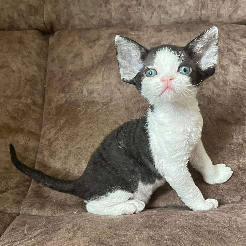 Vlada Devon Rex female, black bicolour