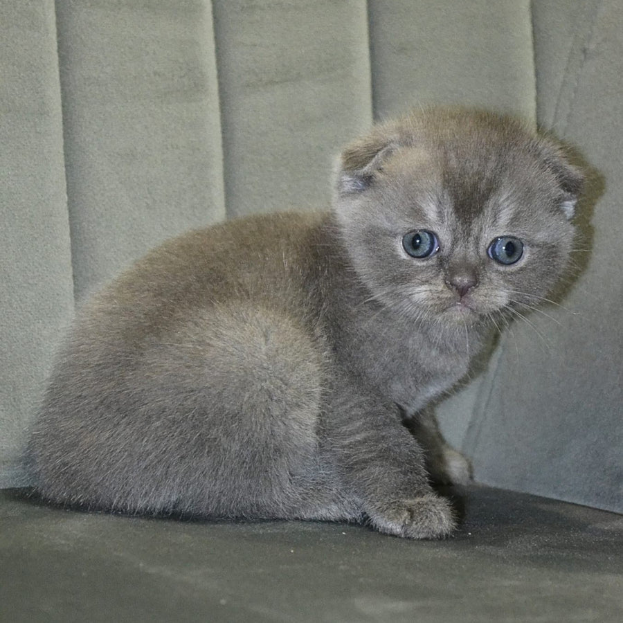 Alex Scottish Fold male, blue ticked tabby