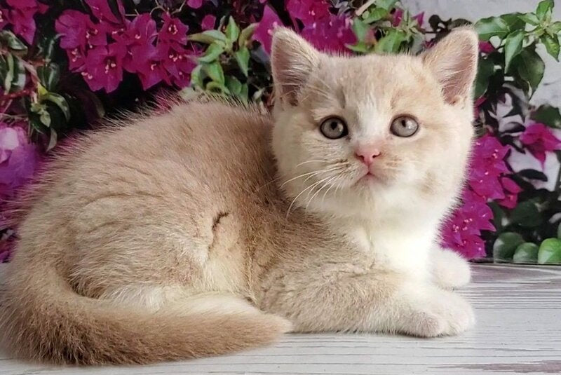 Uno British Shorthair male cream bicolour - live animals