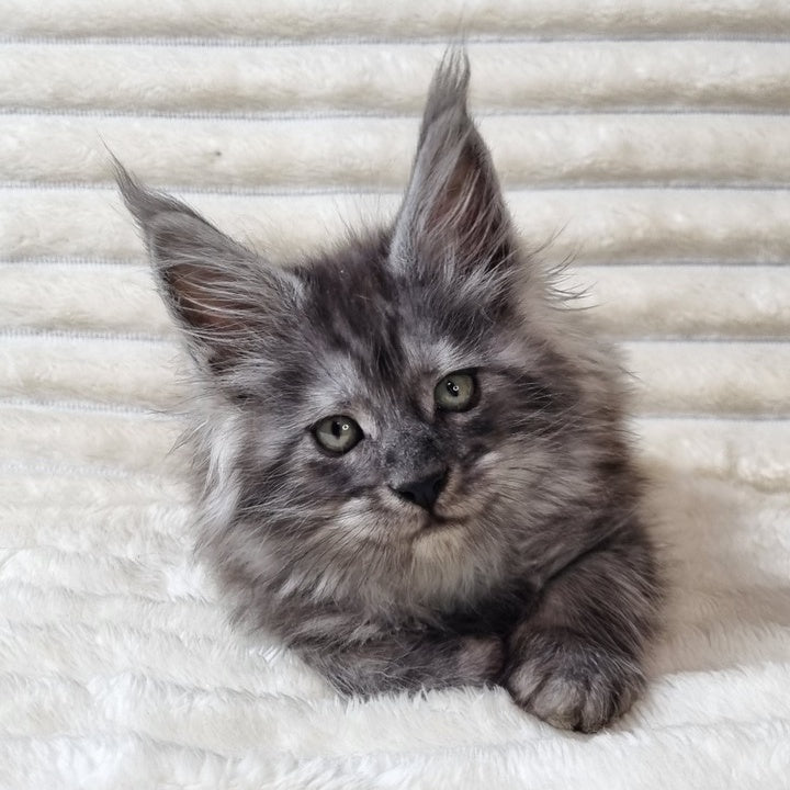 Uno Maine Coon male, black silver