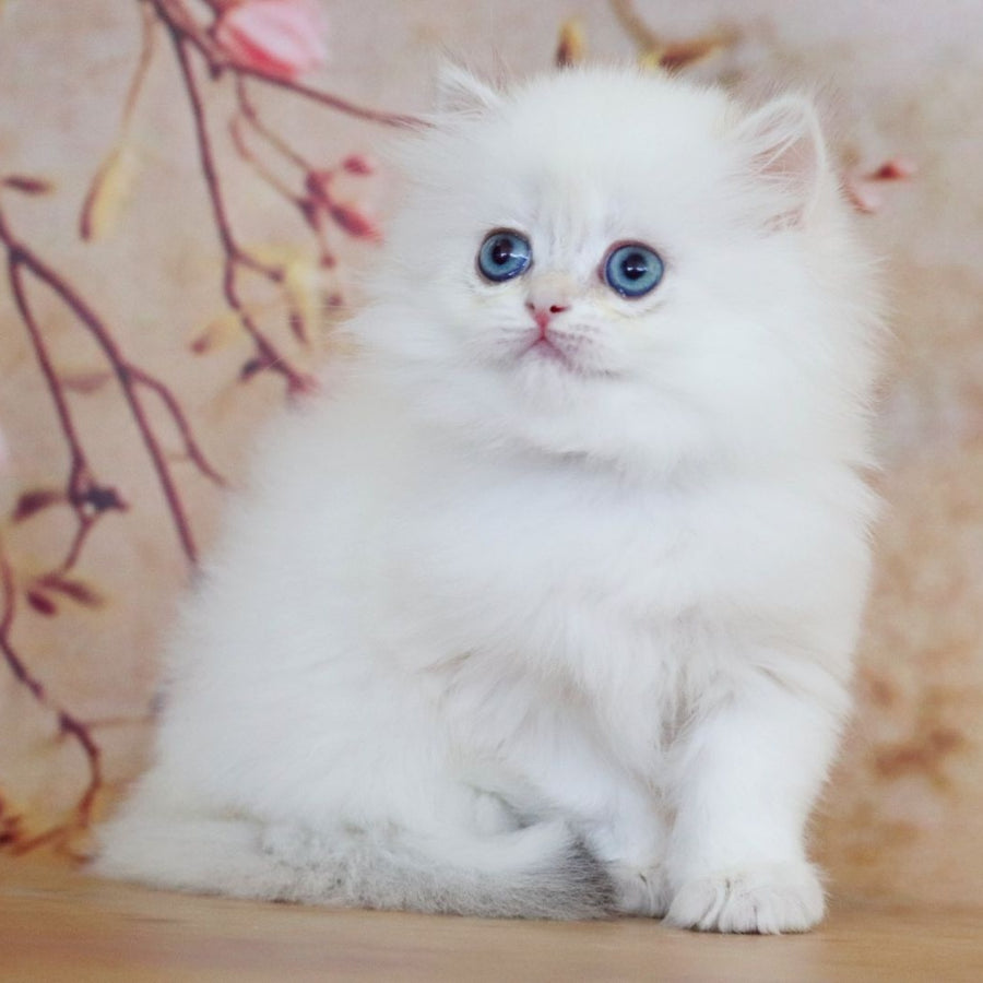 Yolanda British Longhair female, black golden shaded pointed