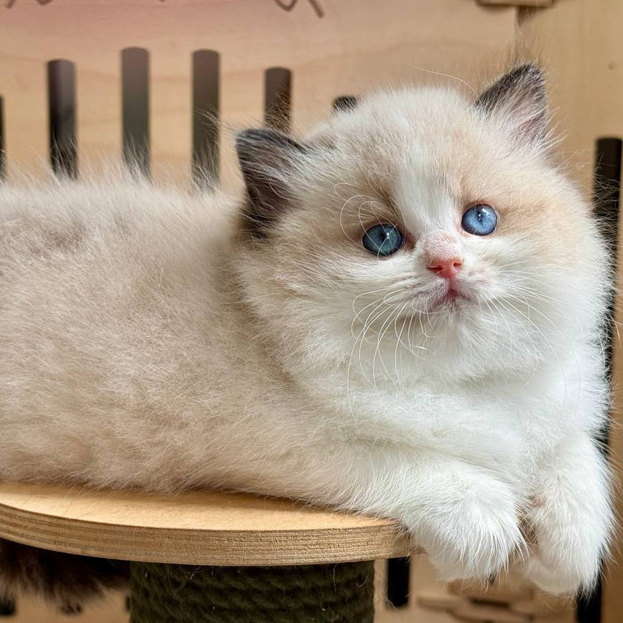 Mafin Ragdoll male, black bicolour