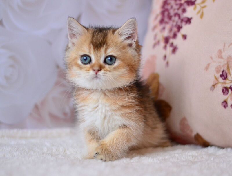 Fifa British Shorthair female, black golden ticked tabby