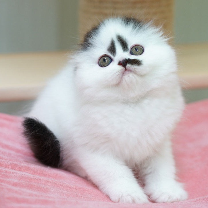 Vibe Scottish Fold male, black harlequin