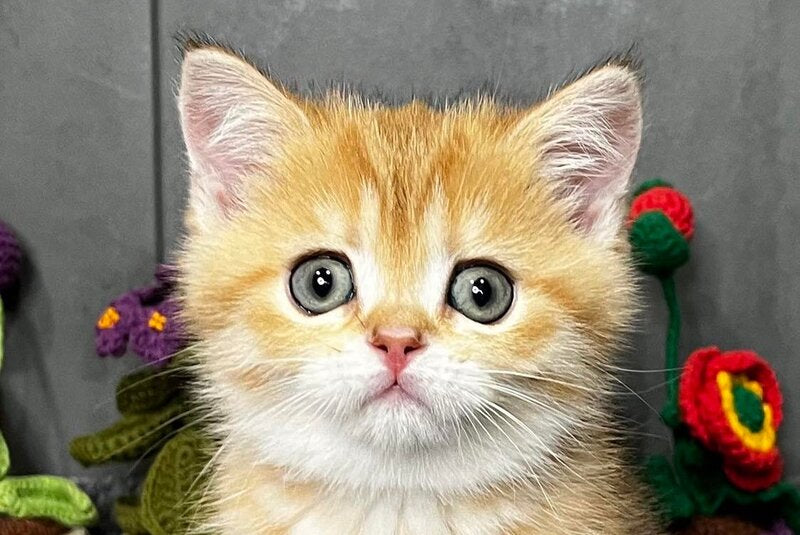 Jenny Scottish Straight female black golden spotted tabby live animals