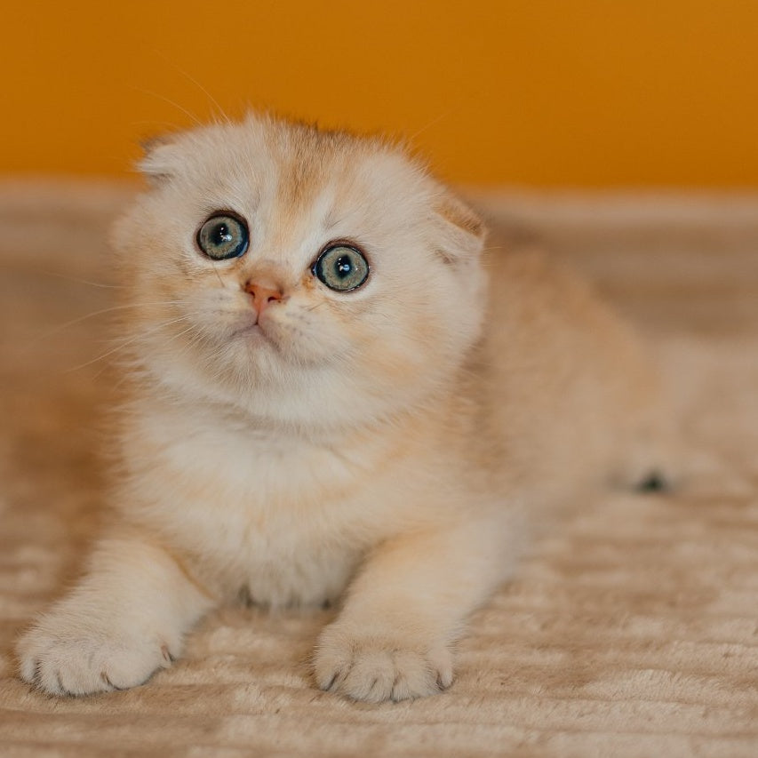 Eskimo Scottish Fold male, black silver shaded