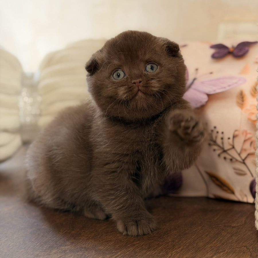 Tom Scottish Fold male, chocolate