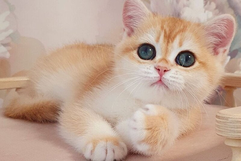 Cleo British Shorthair female, black golden chinchilla