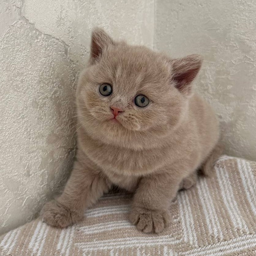 Adel British Shorthair female, fawn