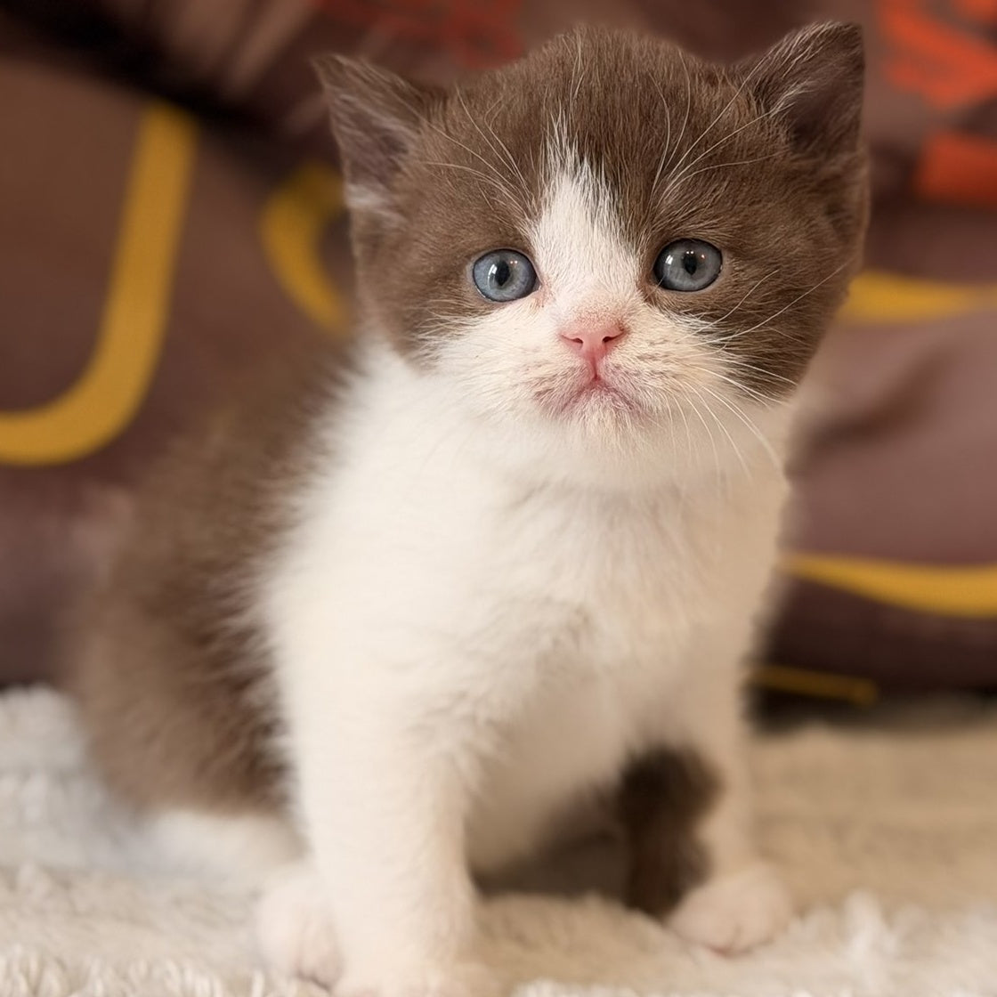 Ace British Shorthair male, chocolate bicolour