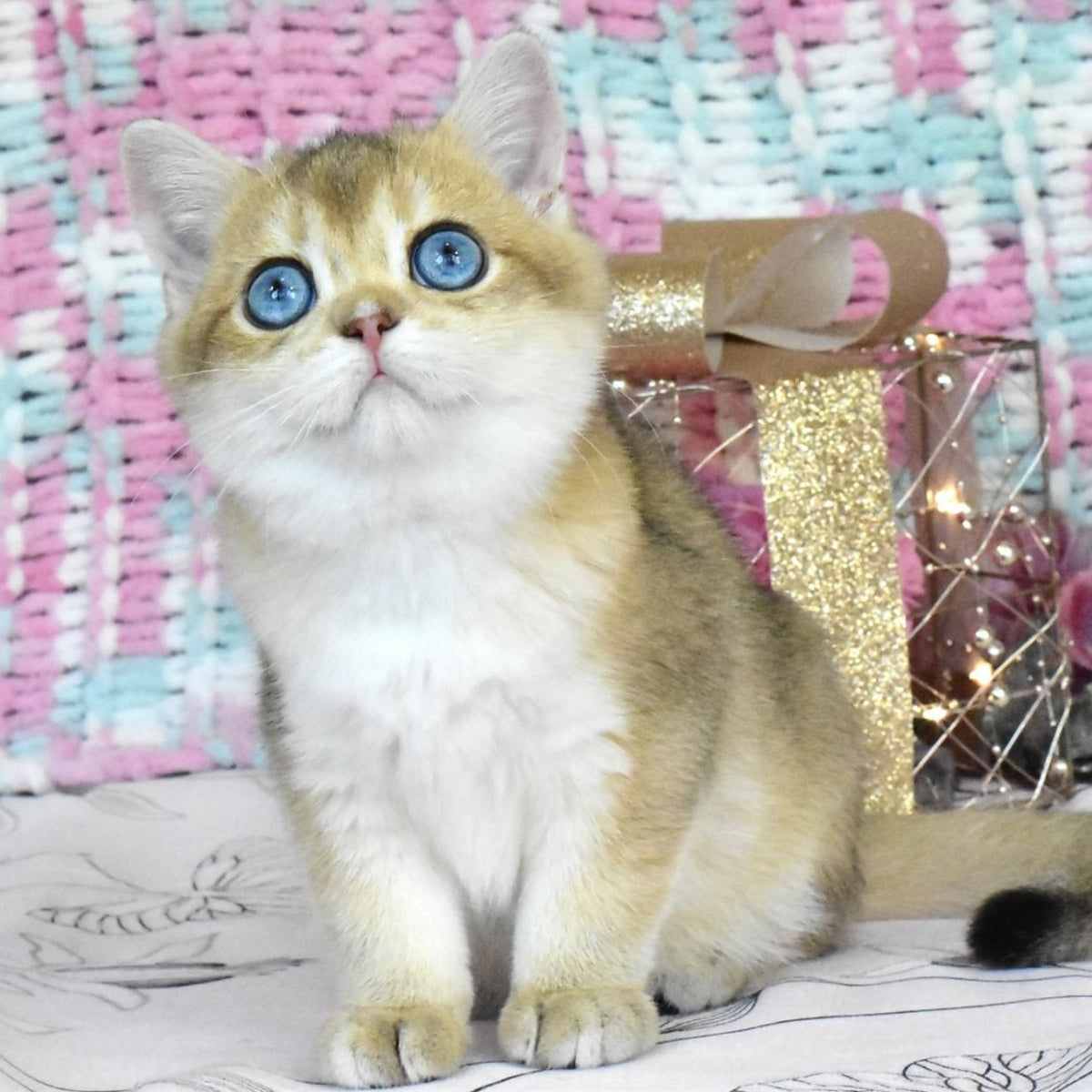 Hardy British Shorthair male, black golden shaded