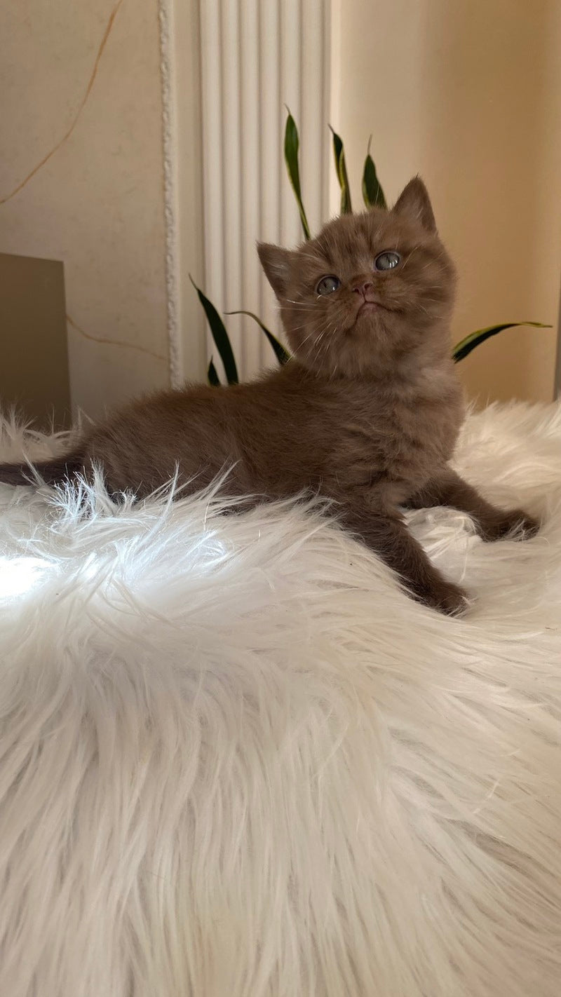 Zlata British Shorthair female chocolate - live animals