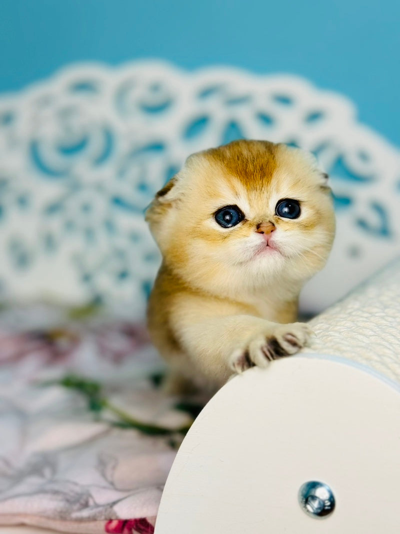Yummy Scottish Fold male, black golden shaded