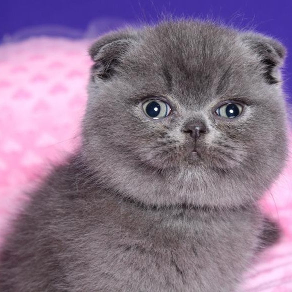 Kolt Scottish Fold male, blue