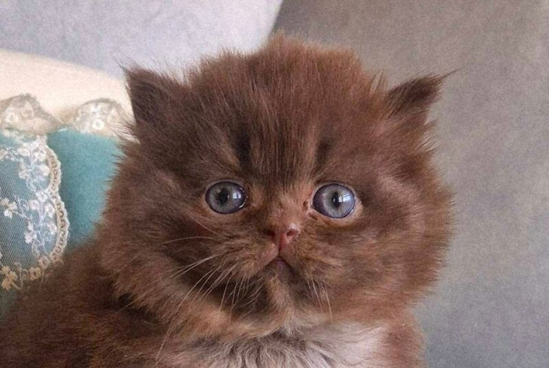 Baron British Longhair male chocolate - live animals