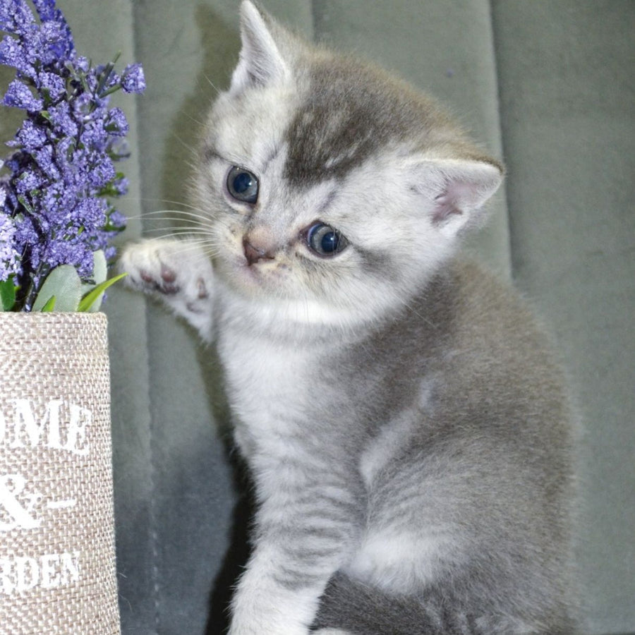 Anet Scottish Straight female, blue silver ticked tabby