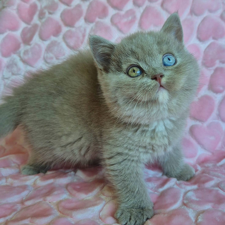 Jessica British Shorthair female, lilac with white