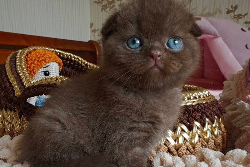Unikum Scottish Fold male, chocolate