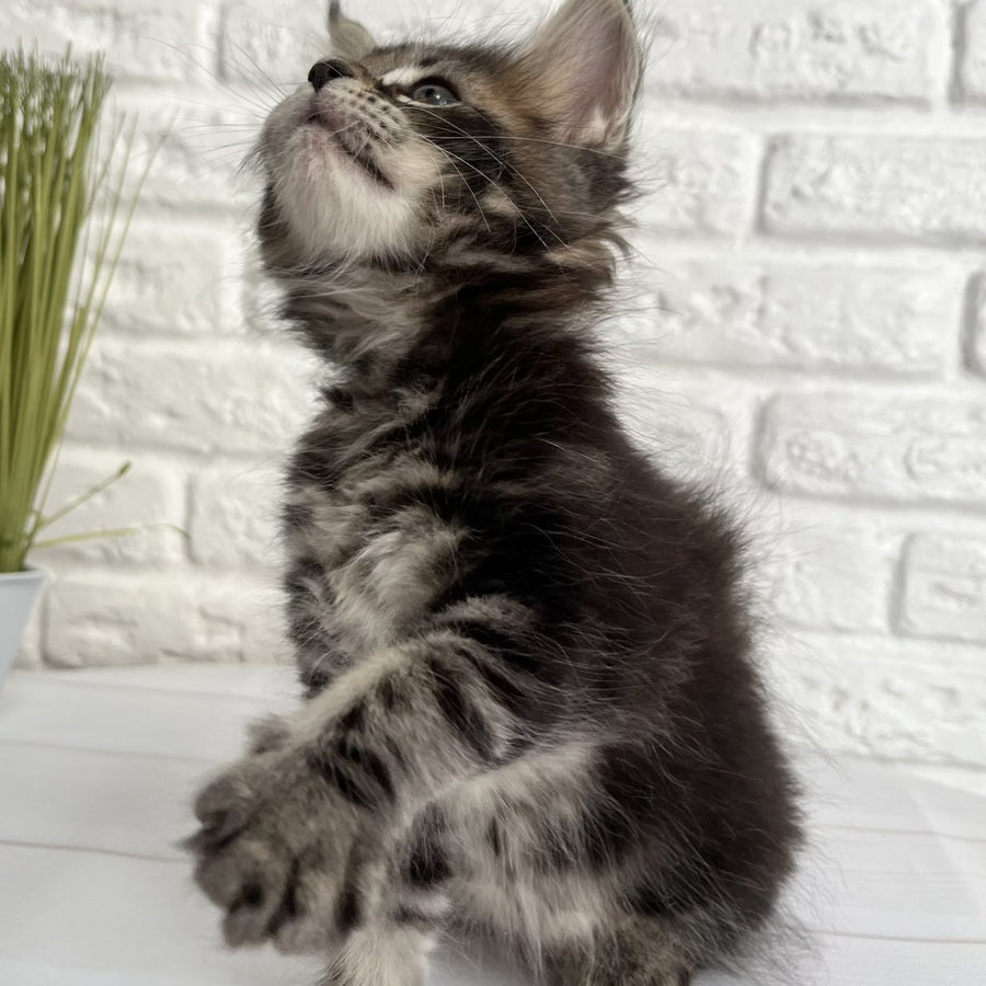 Janny Maine Coon female, black tabby
