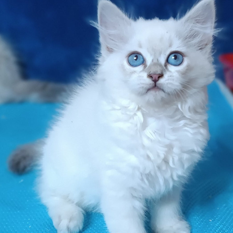 Dakota Siberian female, blue tabby pointed