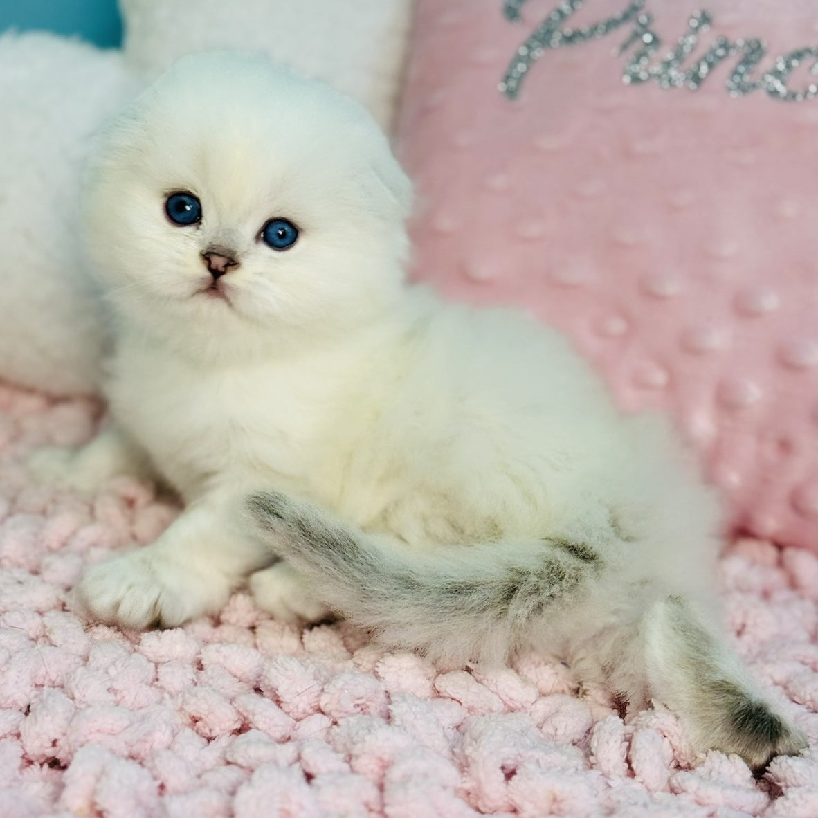 Ice Scottish Fold male, black silver shaded pointed