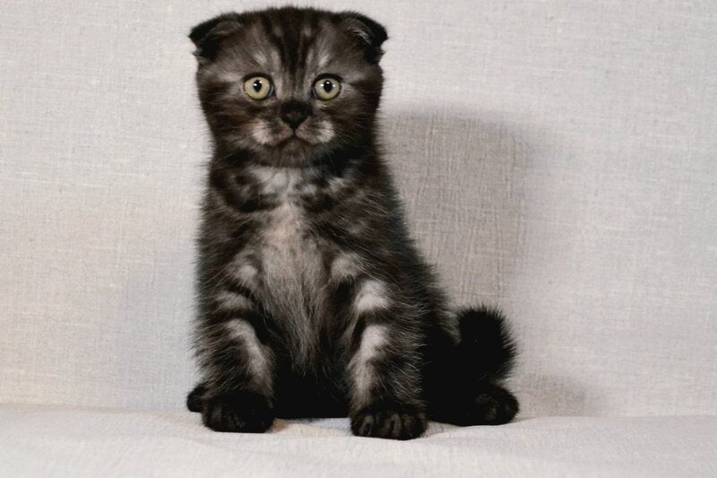 Simba Scottish Fold male black silver - live animals