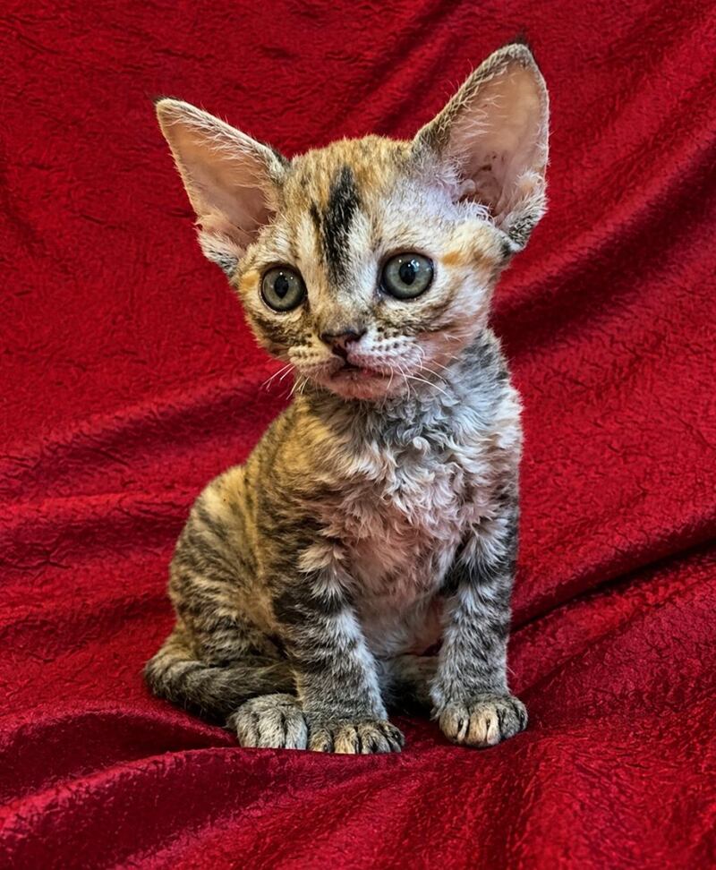 Bella Devon Rex female black tortie spotted tabby - live animals