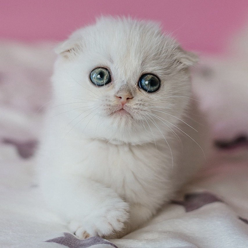 Infinite Scottish Fold female, black silver chinchilla