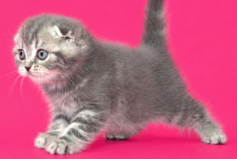Teya Scottish Fold female, blue spotted tabby