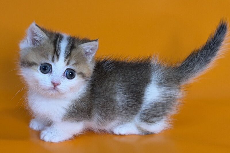 Yavik Munchkin male black golden ticked tabby - live animals