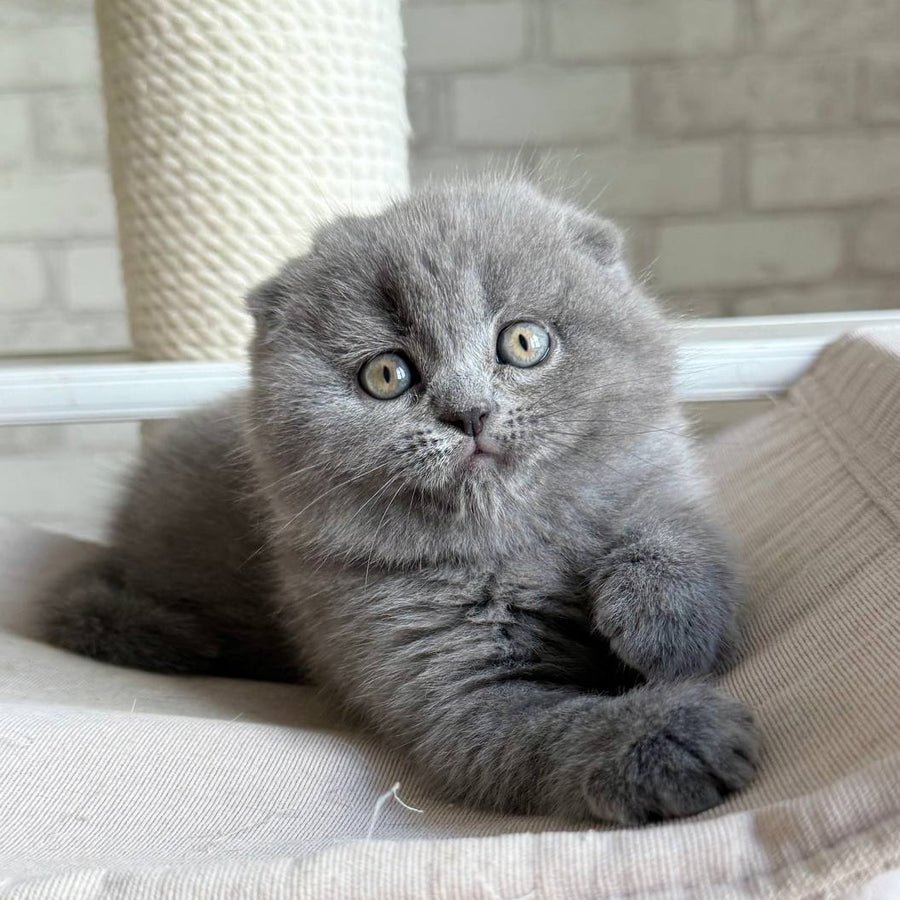 Nora Scottish Fold female, blue