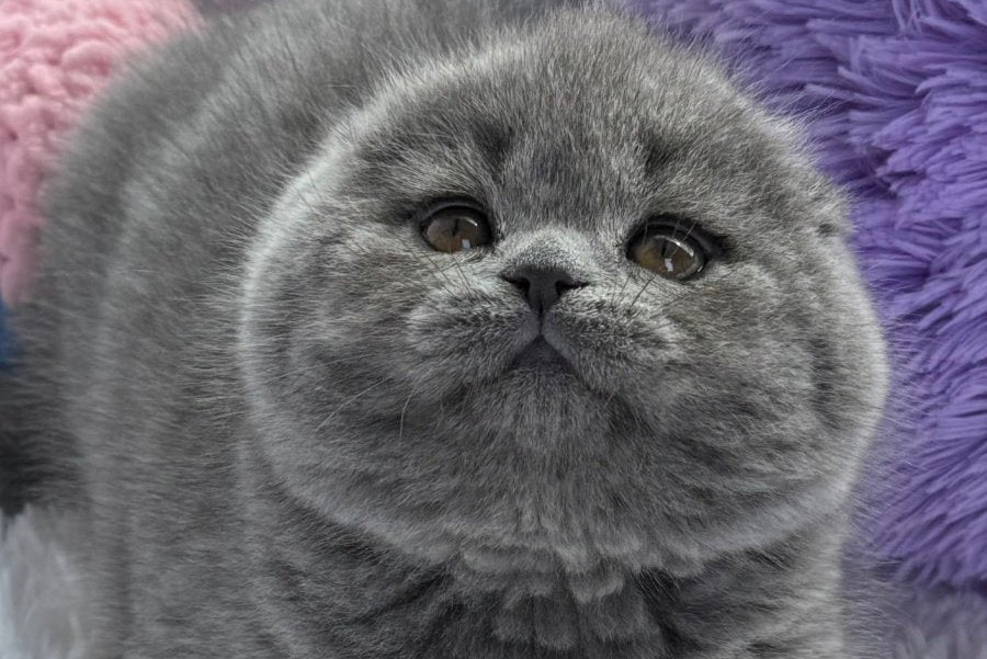 Yasmin Scottish Fold female, blue