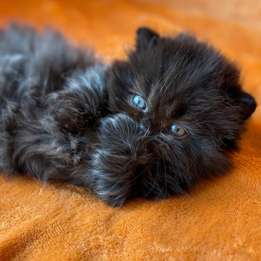 Martin Munchkin male, black