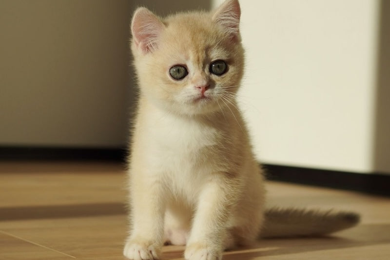 Neo British Shorthair male, blue golden chinchilla