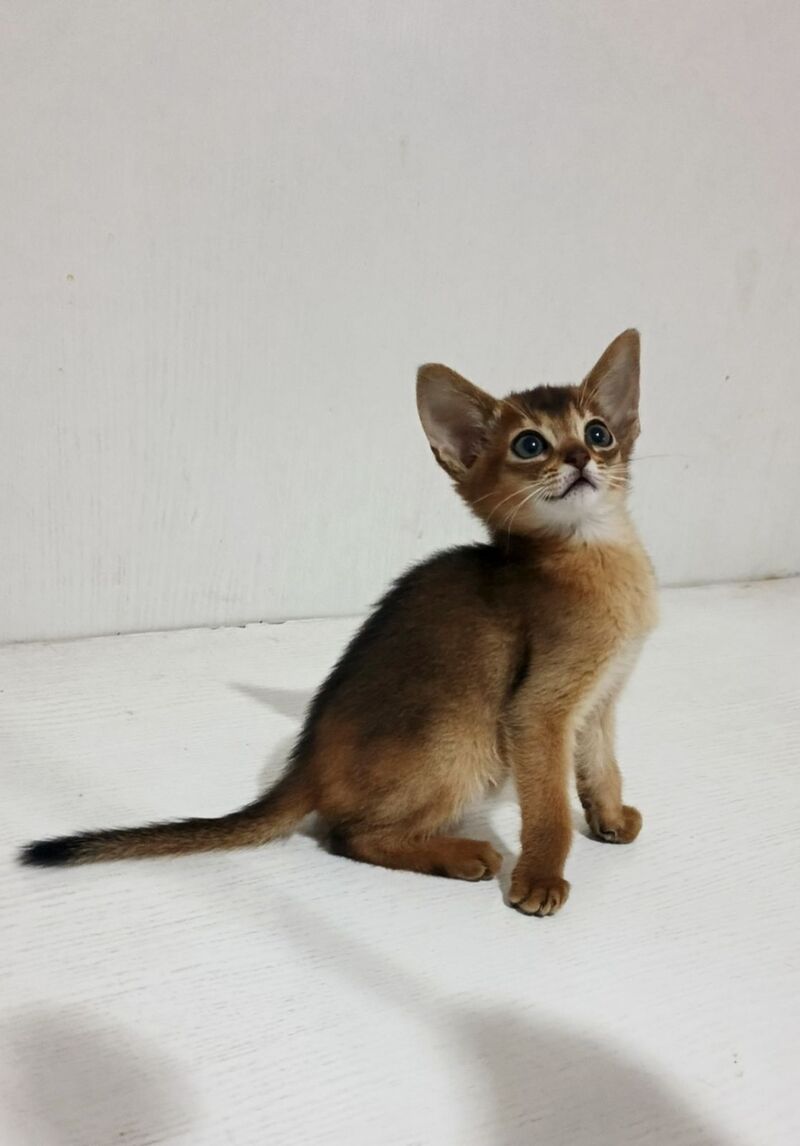 Franklin Abyssinian male, ruddy