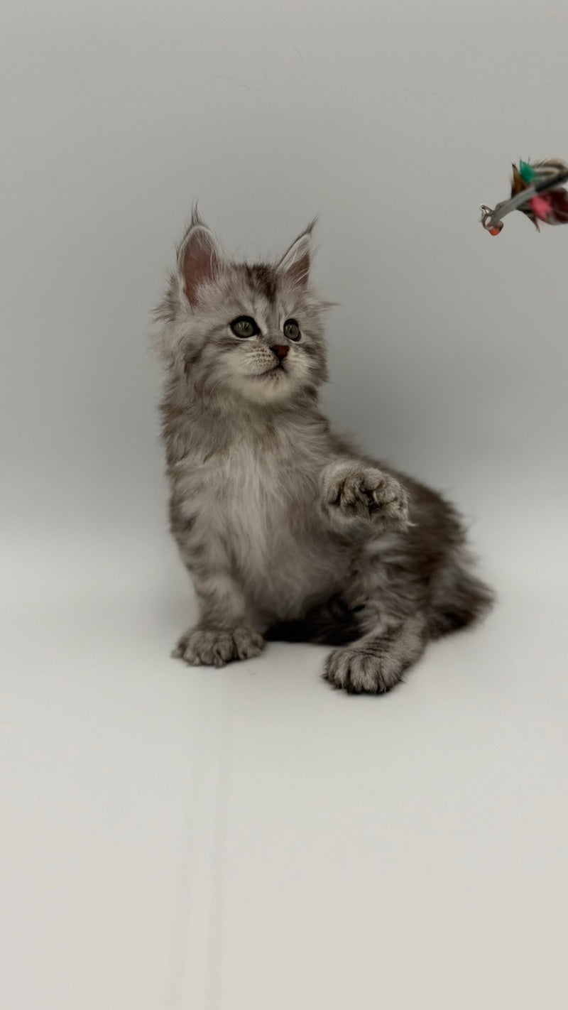 Marta Maine Coon polydactyl female, black silver spotted tabby