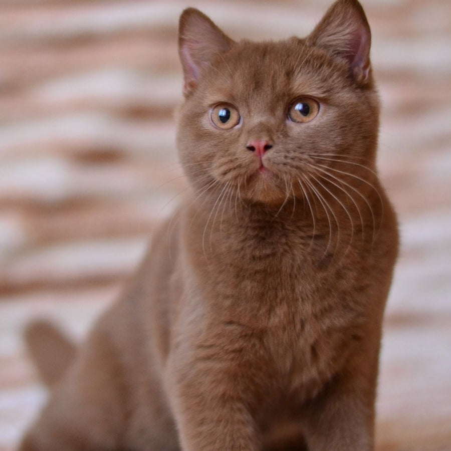 Evan British Shorthair male, cinnamon