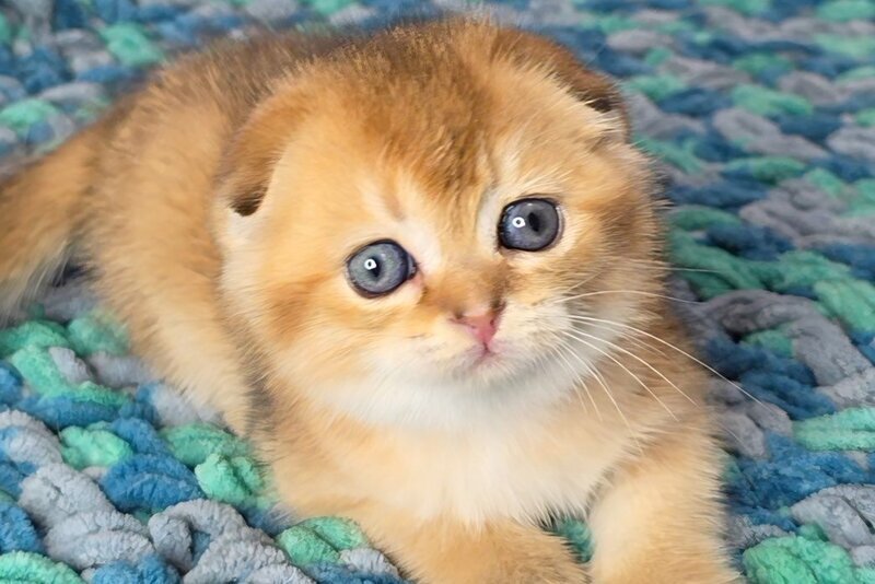 Dushes Scottish Fold male black golden shaded - live animals