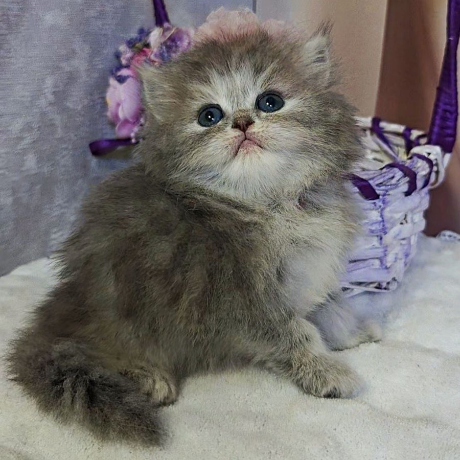 Ustina British Longhair female, blue tortie