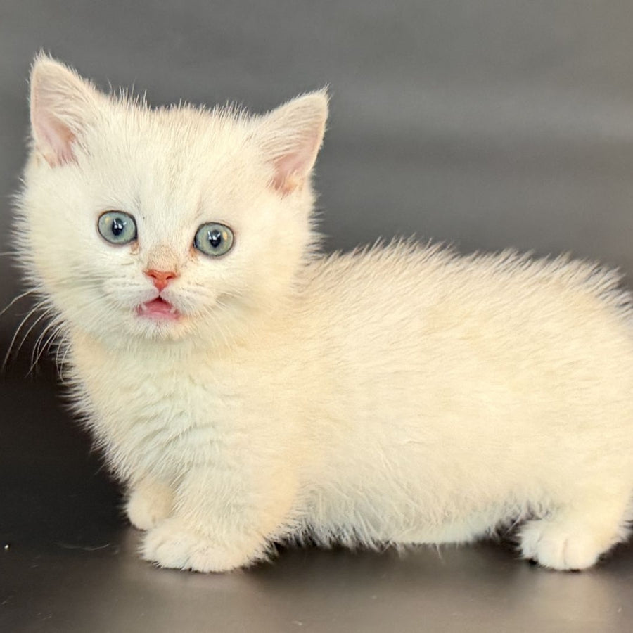 Riley Munchkin male, black silver shaded