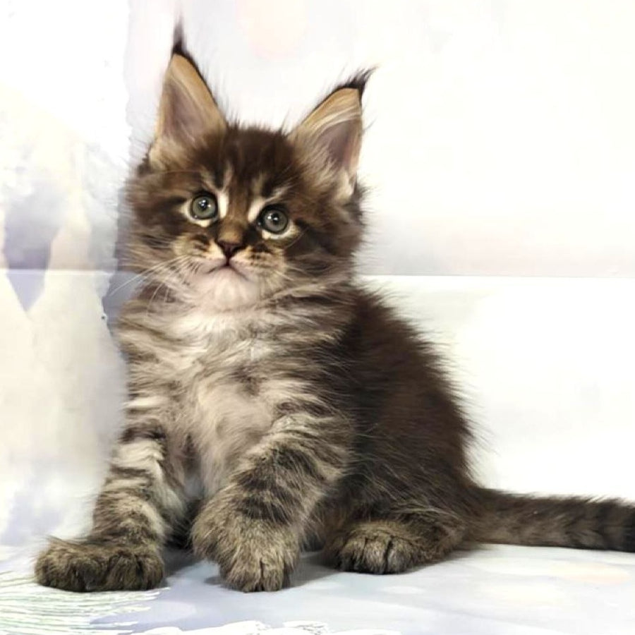 Teddy Maine Coon polydactyl 6x6x6x6 male, black tabby